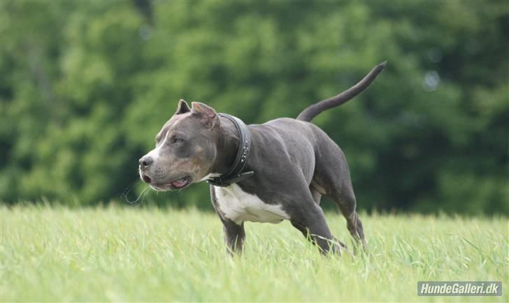 Amerikansk staffordshire terrier Xanthos R.I.P - xanthos 10½mdr gammel Foto: Ina Iceman billede 7