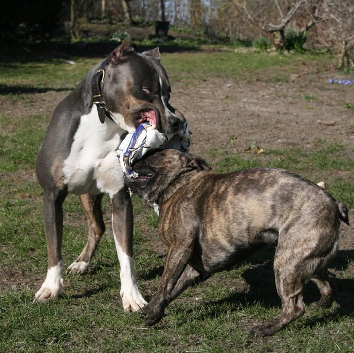 Amerikansk staffordshire terrier Xanthos R.I.P - Xanthos og Ludvig leger trække leg... Det giver nogle sjove billeder!! :) billede 8