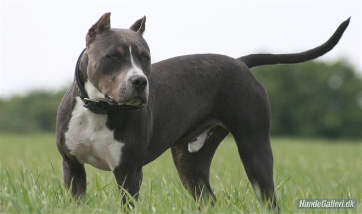 Amerikansk staffordshire terrier Xanthos R.I.P - xanthos 10½ mdr gammel Foto: Ina Iceman billede 9