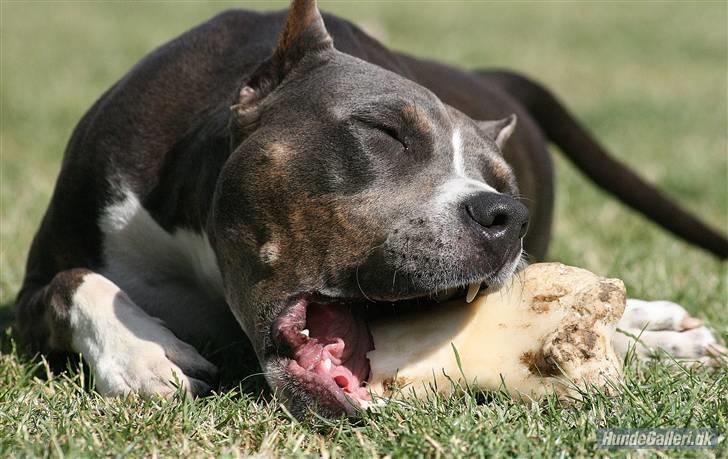 Amerikansk staffordshire terrier Xanthos R.I.P - xanthos 11½mdr gammel Foto: Ina Iceman billede 10