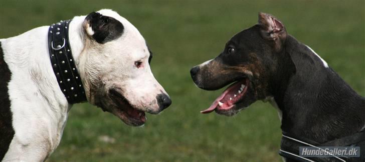 Amerikansk staffordshire terrier Xanthos R.I.P - Xanthos og gode Onkel Kenzo - R.I.P. ! billede 11