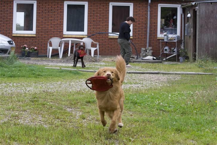 Nova scotia duck tolling retriever Gizmo - Gizmo i fuld firspring billede 6