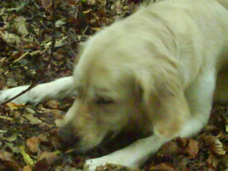 Golden retriever Rosie<3 - Rosie Skaat :-* I skoven <3 billede 6