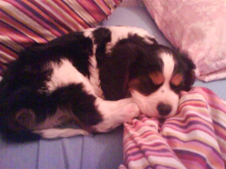 Cavalier king charles spaniel annexgaarden Rico - 10 uger  billede 1