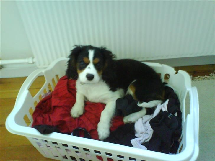 Cavalier king charles spaniel annexgaarden Rico - 16 uger billede 2