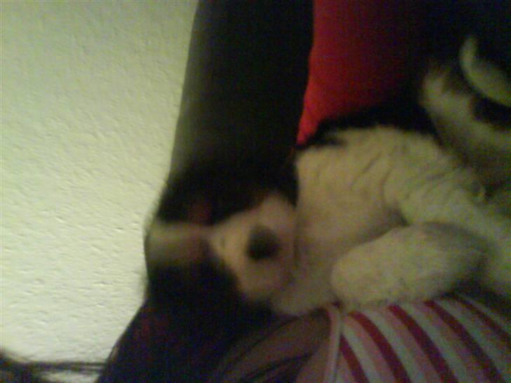 Cavalier king charles spaniel annexgaarden Rico - 10 uger billede 3