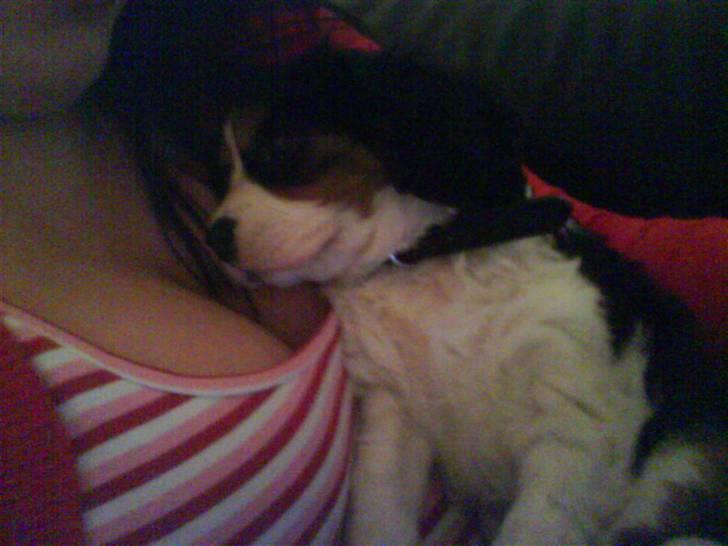 Cavalier king charles spaniel annexgaarden Rico - 12 uger billede 4