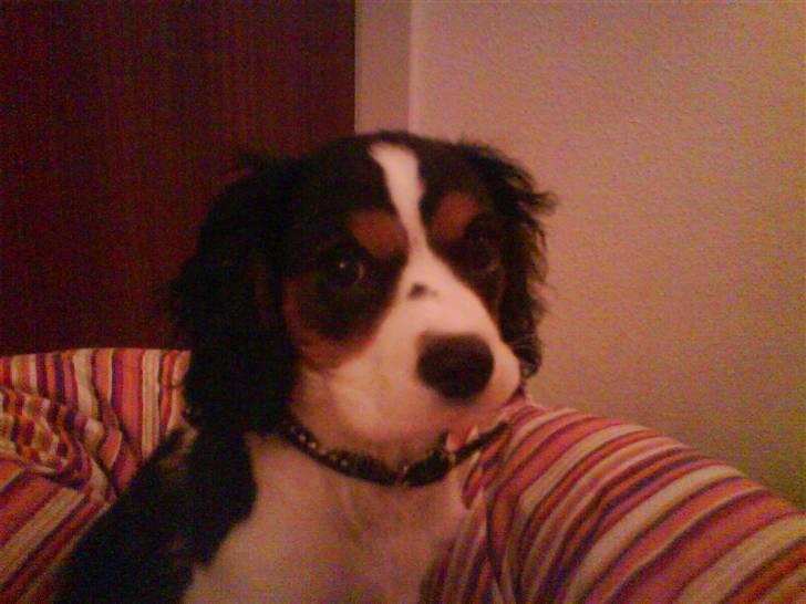Cavalier king charles spaniel annexgaarden Rico - 16 uger billede 5