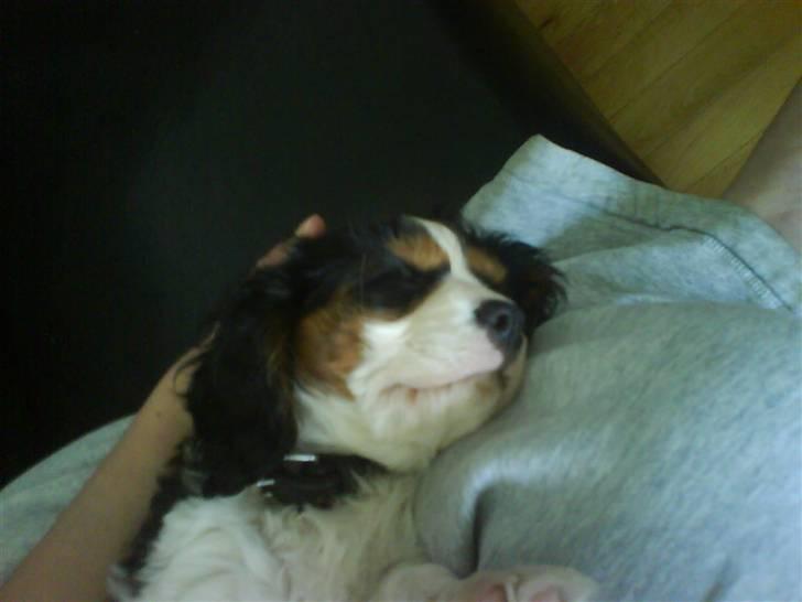 Cavalier king charles spaniel annexgaarden Rico - 14 uger billede 6