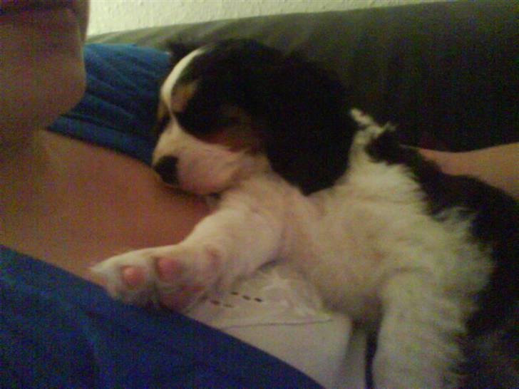 Cavalier king charles spaniel annexgaarden Rico - 11 uger billede 7