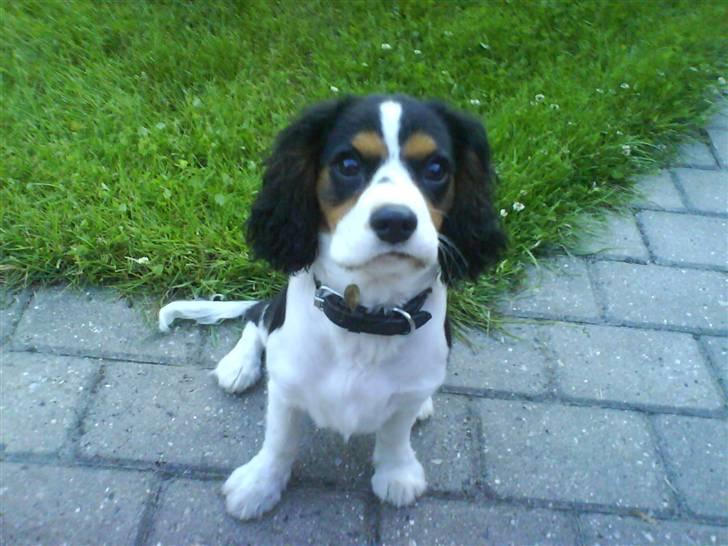 Cavalier king charles spaniel annexgaarden Rico - 20 uger billede 8