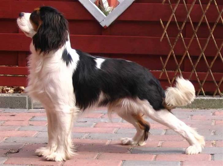 Cavalier king charles spaniel annexgaarden Rico - rico s far Cocker Joe, rico er nu et år gammel og ligner meget sin far! billede 9