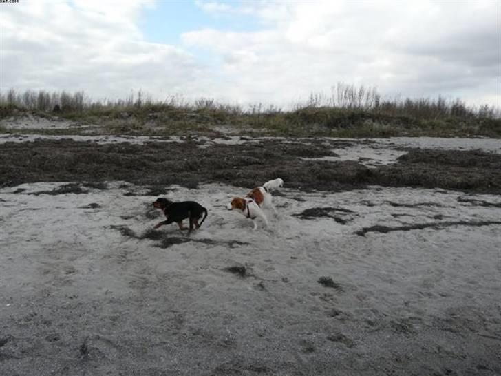 Cavalier king charles spaniel Agerbøl's Lucia - Bellis og Lucia i fuld galop på Ishøj strand, april 08. billede 8
