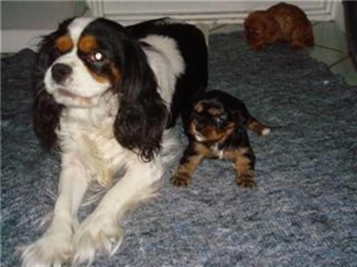 Cavalier king charles spaniel Agerbøl's Lucia - Lucia 4 uger sammen med sin mor Shila. billede 7