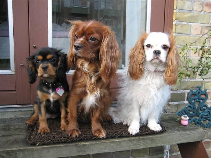 Cavalier king charles spaniel Agerbøl's Lucia - Mor sir vi skal sidde stille og smile til fotografen. billede 4