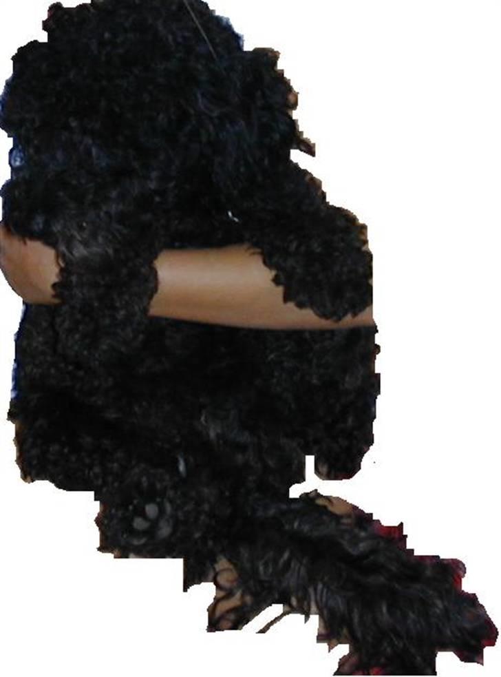 Toypuddel Buller billede 7