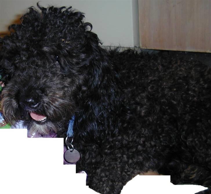 Toypuddel Buller billede 8