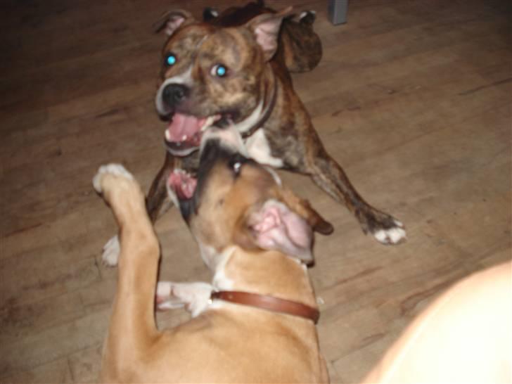 Amerikansk staffordshire terrier Luna R.I.P <3 billede 7