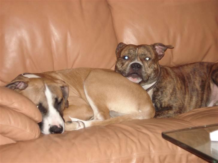 Amerikansk staffordshire terrier Luna R.I.P <3 billede 8