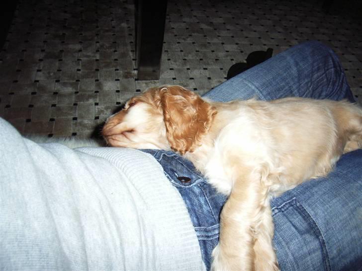 Cocker spaniel Molly  - det er skønt at sove på simon billede 3