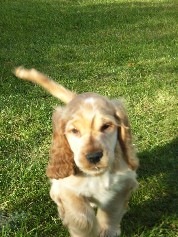 Cocker spaniel Molly  - lege i det gode vejr :) billede 4