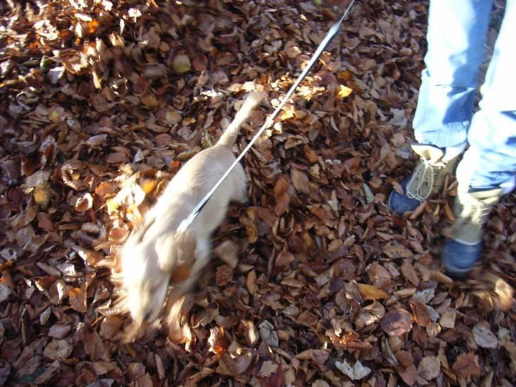 Cocker spaniel Molly  - Hygge i efterårs skoven <3 billede 5