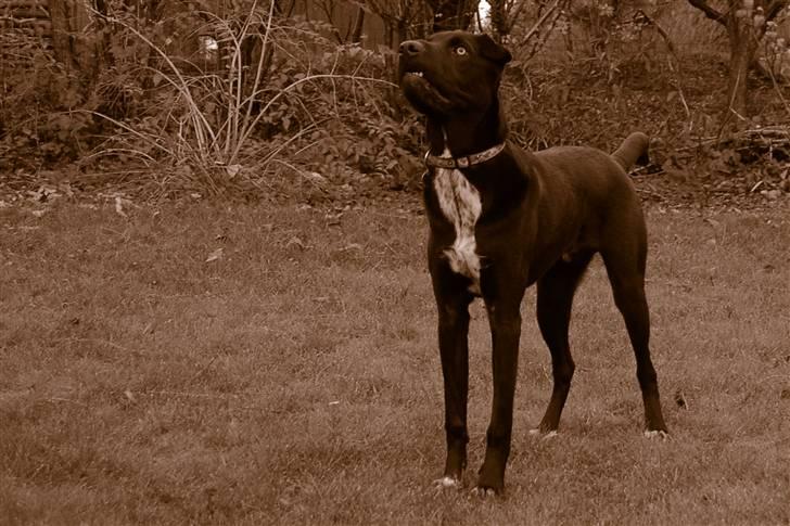 Blanding af racer Buddy - Kast nu den piiiiind!!! billede 19