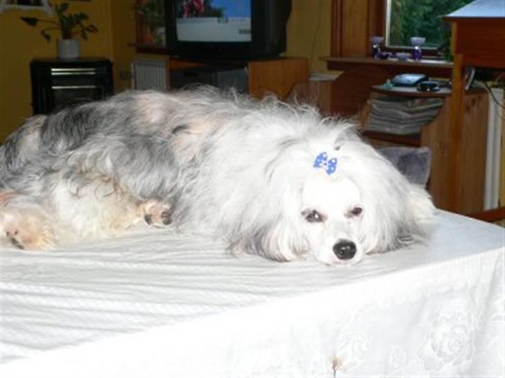 Chinese crested powder puff gizmo billede 1