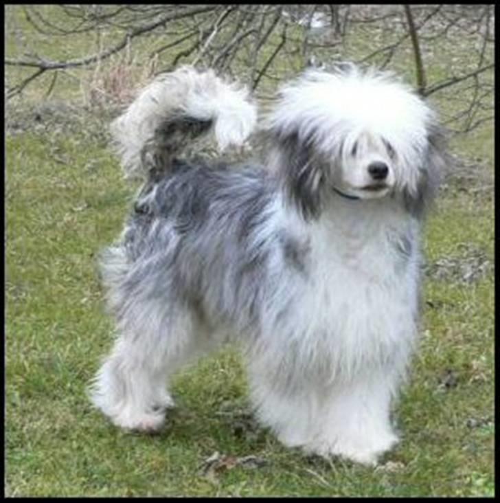 Chinese crested powder puff gizmo billede 2