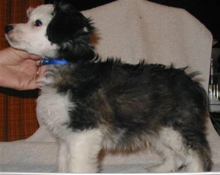 Chinese crested powder puff gizmo billede 3