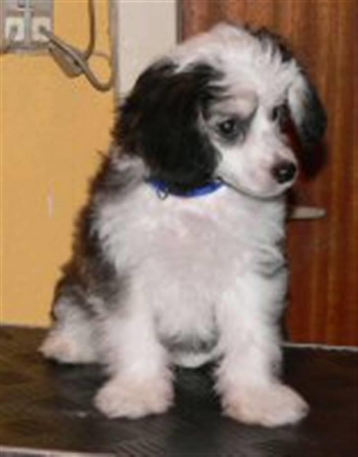 Chinese crested powder puff gizmo billede 4