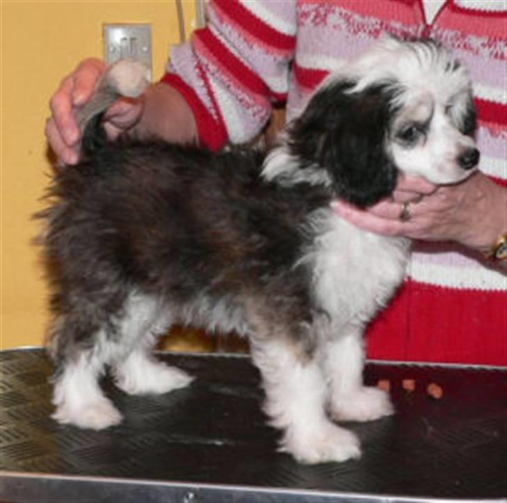 Chinese crested powder puff gizmo billede 5