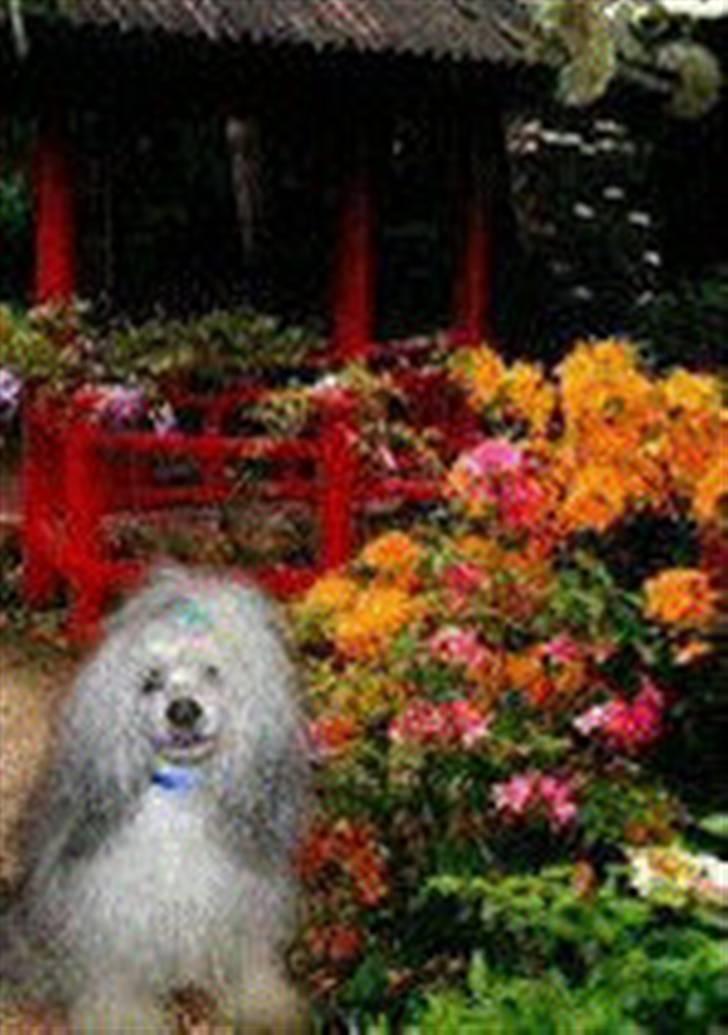 Chinese crested powder puff gizmo billede 6