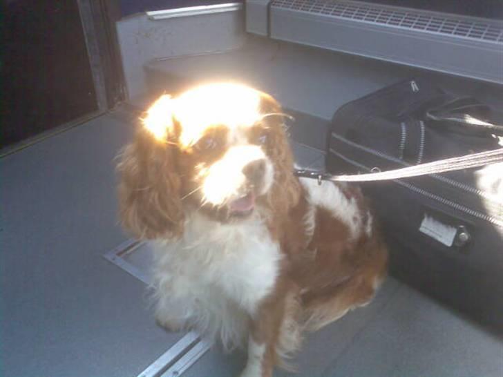 Cavalier king charles spaniel Sofus billede 1