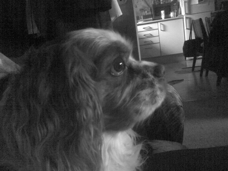 Cavalier king charles spaniel Sofus billede 2