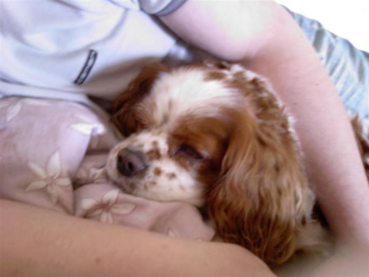 Cavalier king charles spaniel Sofus billede 4