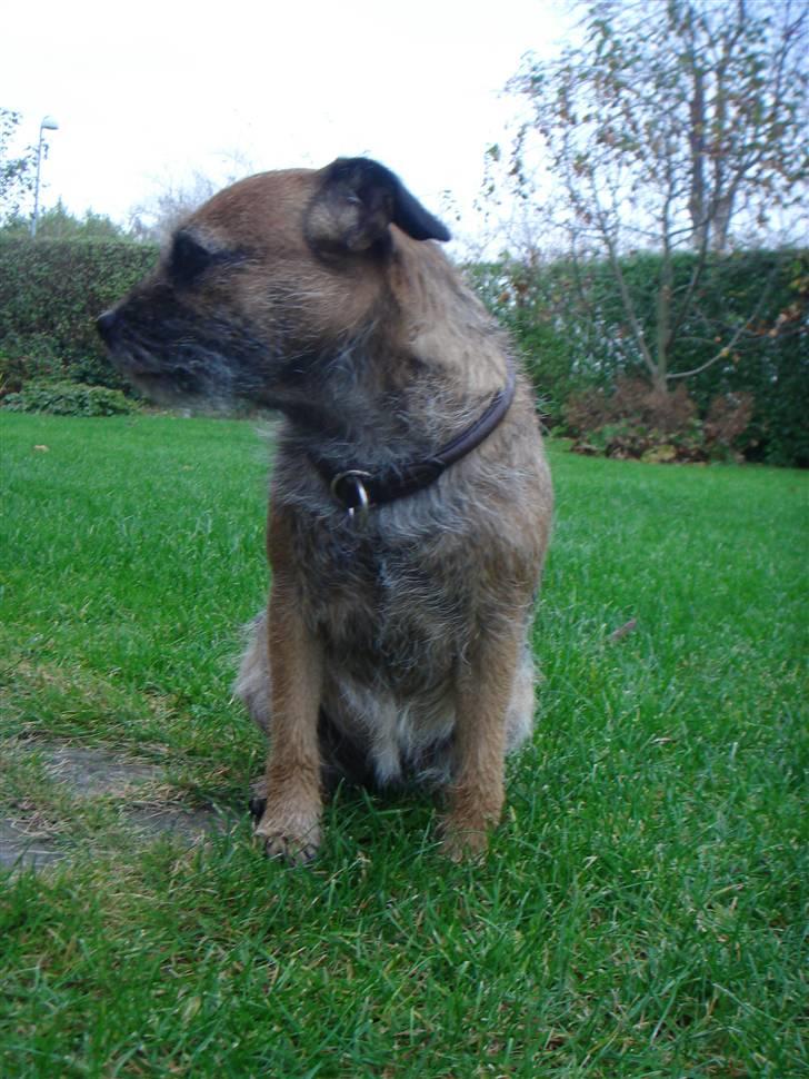 Border terrier Shakira (Kira) <3 - Kira i vores have, men hun ser lidt ked af det ud. Hun skulle stå model i kulde :b hehe FLERE BILLEDER KOMMER <3 billede 2