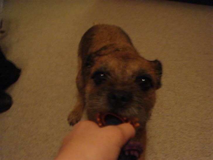 Border terrier Shakira (Kira) <3 - JEG VIL HA´ DEN NU !! :b  FLERE BILLEDER KOMMER SNART <3 billede 3