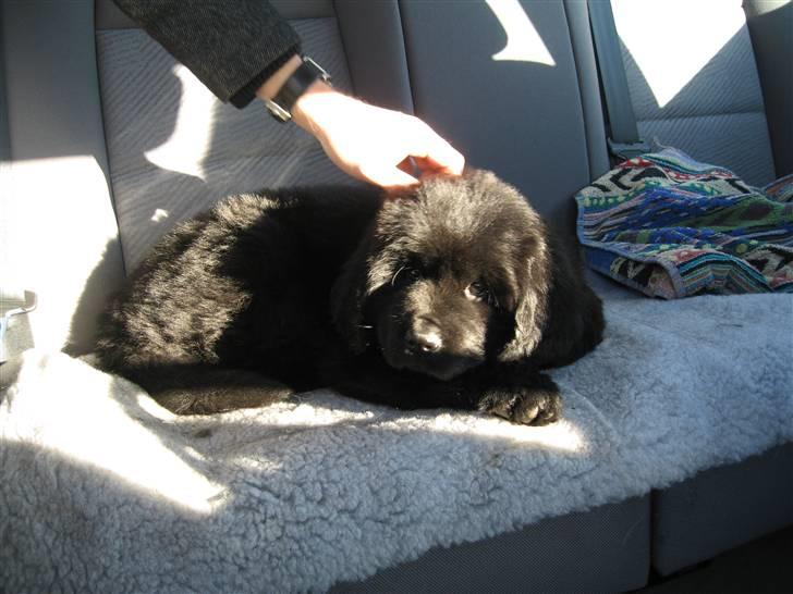 Newfoundlænder Newf Dreams Peekaboo -  8 uger og på vej hjem  billede 11