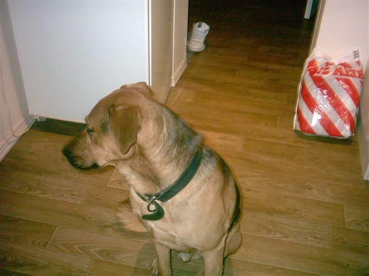 Blanding af racer Helmut billede 3