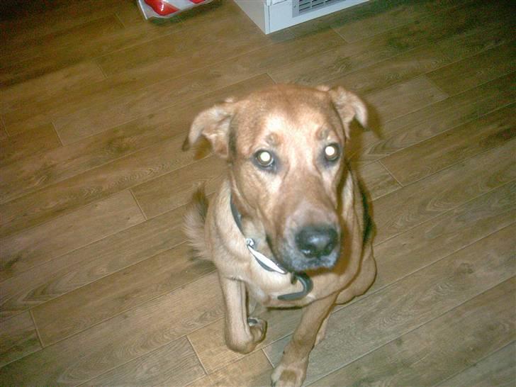 Blanding af racer Helmut - Gir lige porte  billede 4