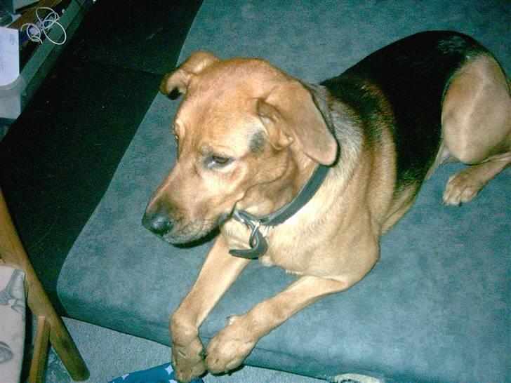 Blanding af racer Helmut billede 5