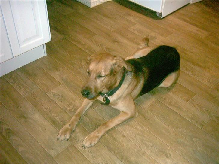 Blanding af racer Helmut billede 6