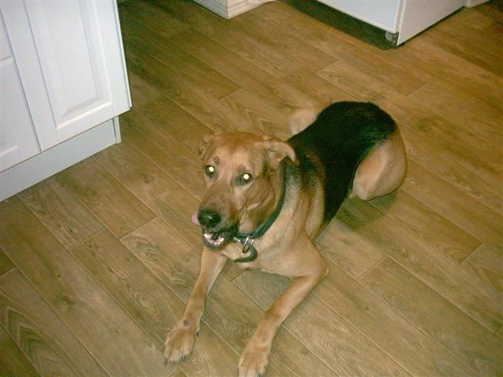 Blanding af racer Helmut billede 7