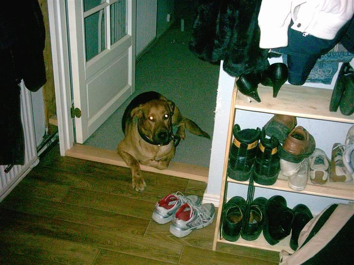 Blanding af racer Helmut billede 8