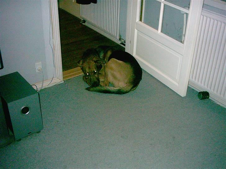 Blanding af racer Helmut - Ligger lige og tager mig en slapper  billede 9