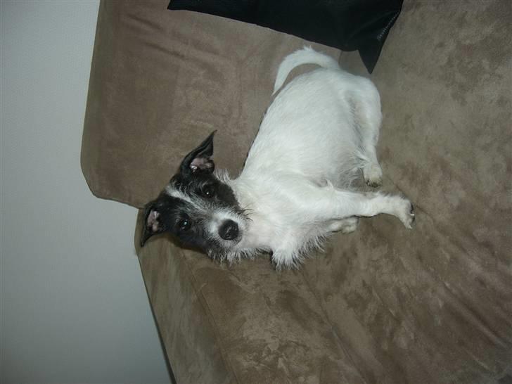 Jack russell terrier Svea billede 1