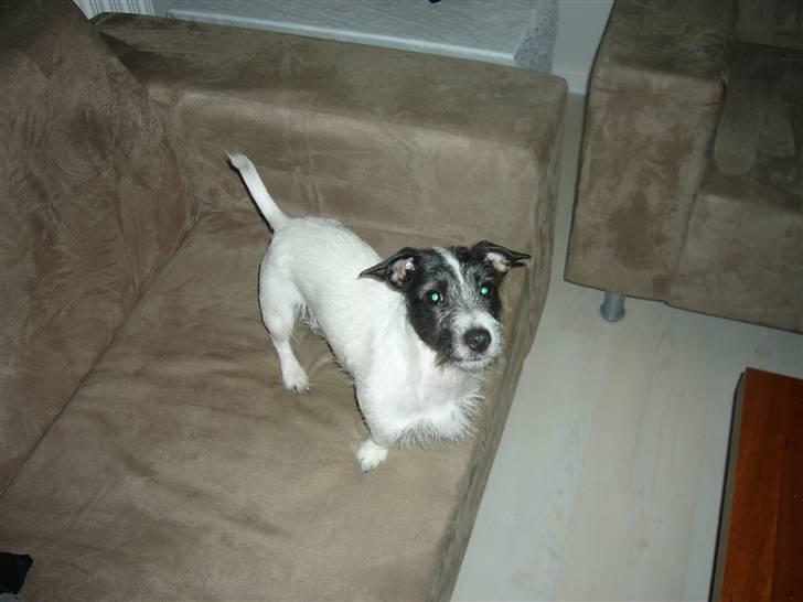 Jack russell terrier Svea billede 2