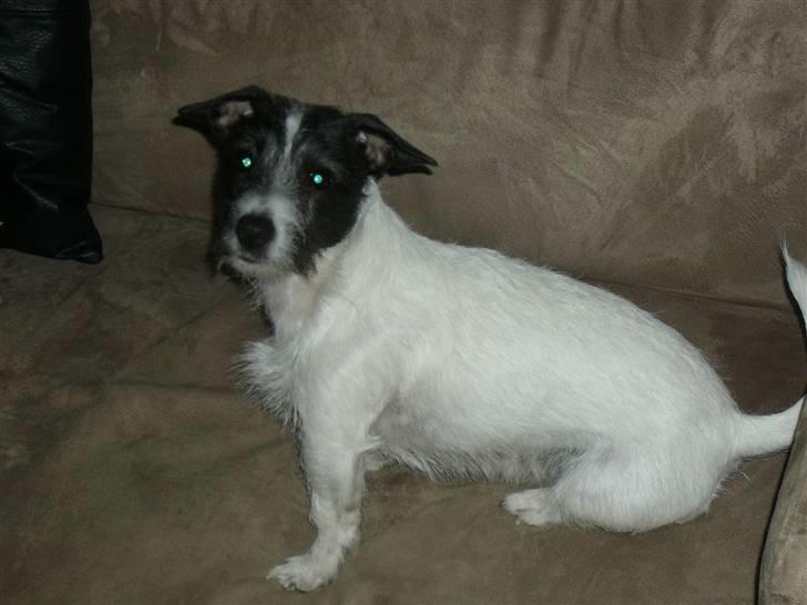 Jack russell terrier Svea billede 3