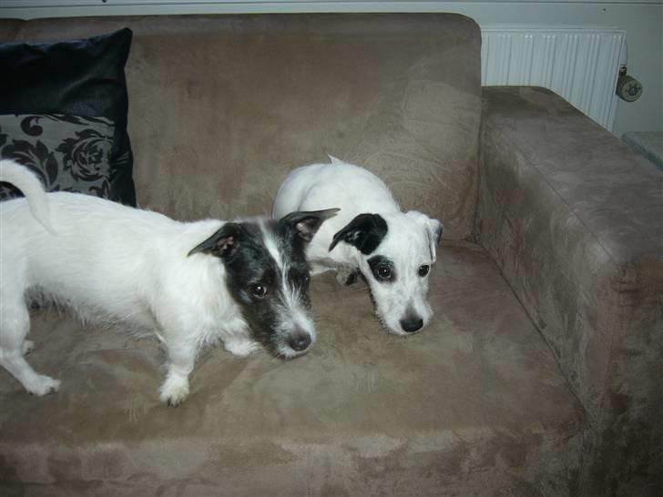 Jack russell terrier Svea billede 4